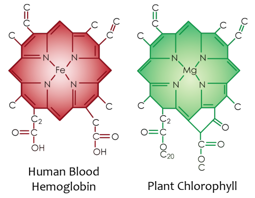 Klorofyll vs hemoglobin