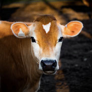 Vara vegan fr djuren